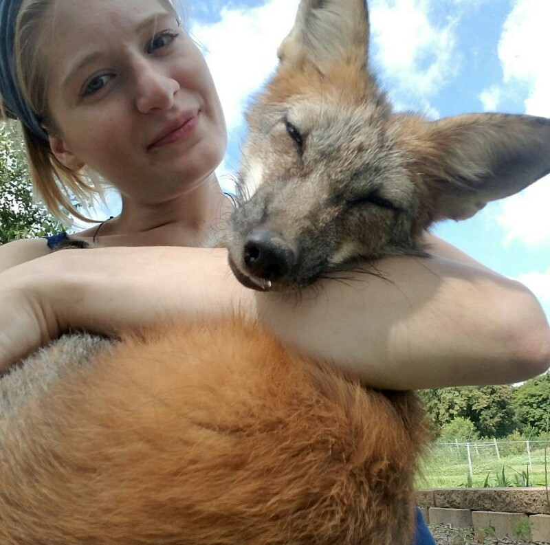 Mikayla Raines and one of her old now-adopted foxes, Thystle (All photos from Mikayla Raines Instagram- @mikdolittles_animals)