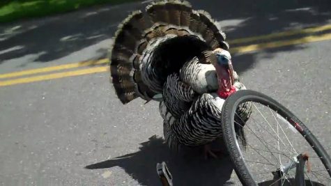In Columbia Heights, a creative turkey stood in the middle of a bike lane in order to make the cyclists swerve into incoming traffic.