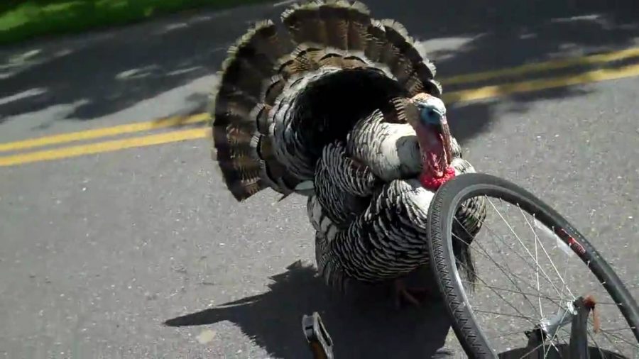 In+Columbia+Heights%2C+a+creative+turkey+stood+in+the+middle+of+a+bike+lane+in+order+to+make+the+cyclists+swerve+into+incoming+traffic.