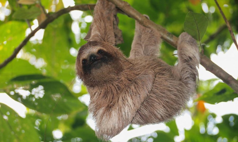 A student suffering from Senioritis.  Photo Credit : World Wildlife Fund