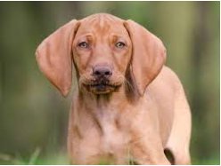 Dog Breed Review: Vizsla